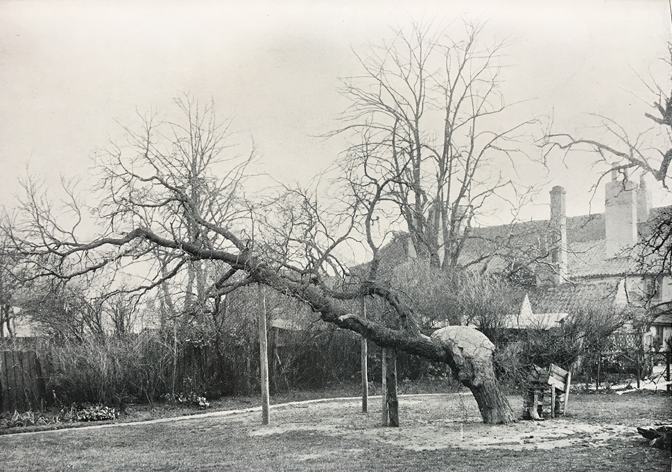 The old Mulbery Tree